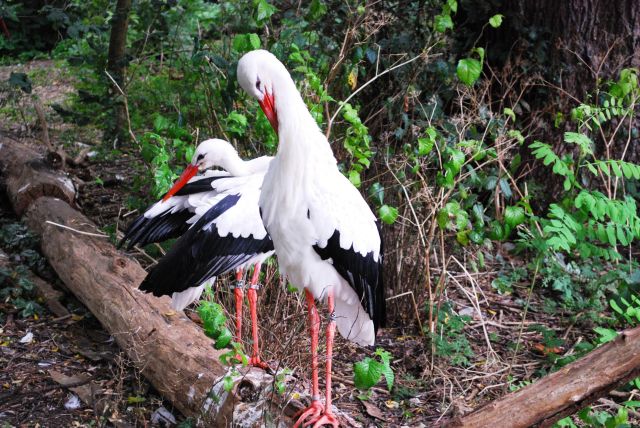 Artis 009.jpg